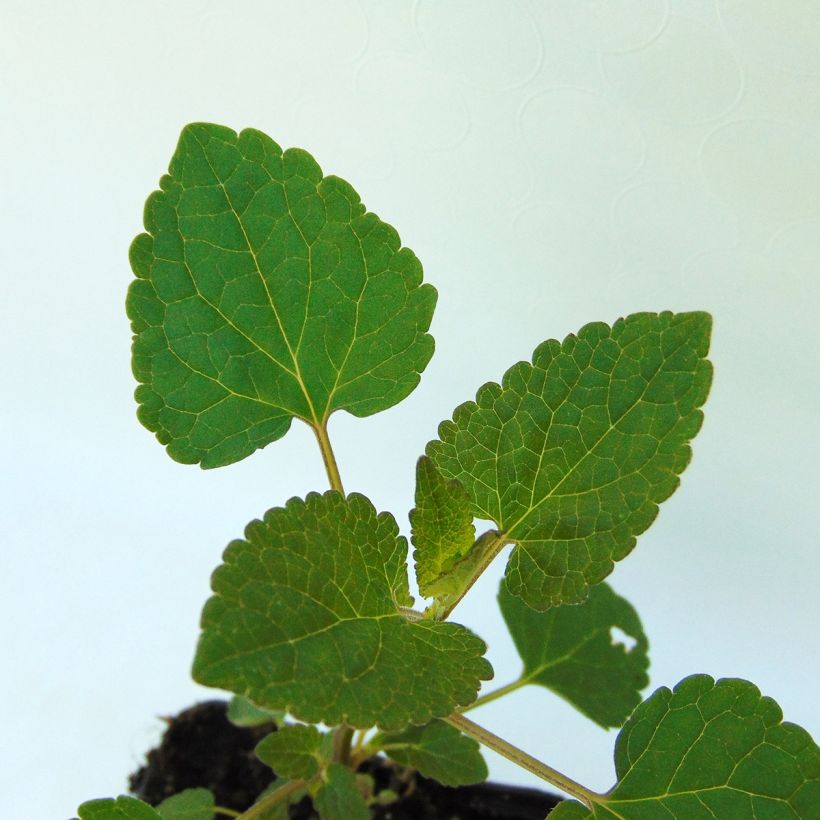 Agastache Kolibri (Fogliame)