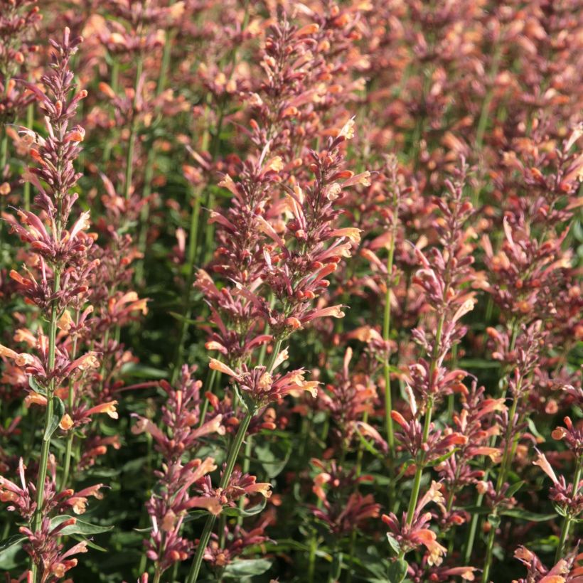 Agastache Kolibri (Fioritura)