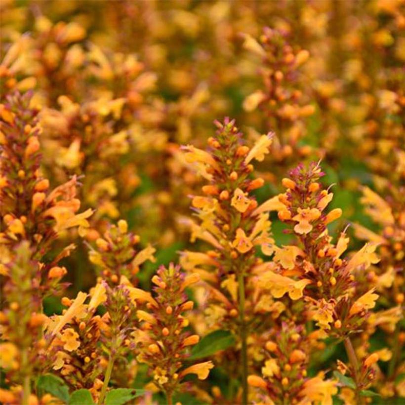 Agastache Kudos Gold (Fioritura)