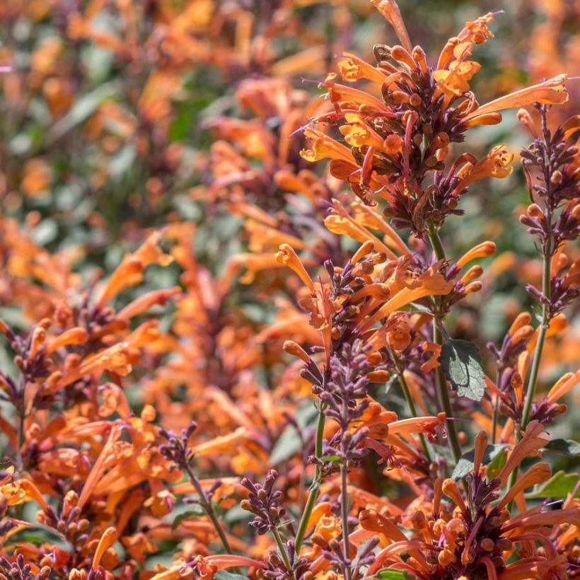 Agastache Kudos Mandarin (Fioritura)