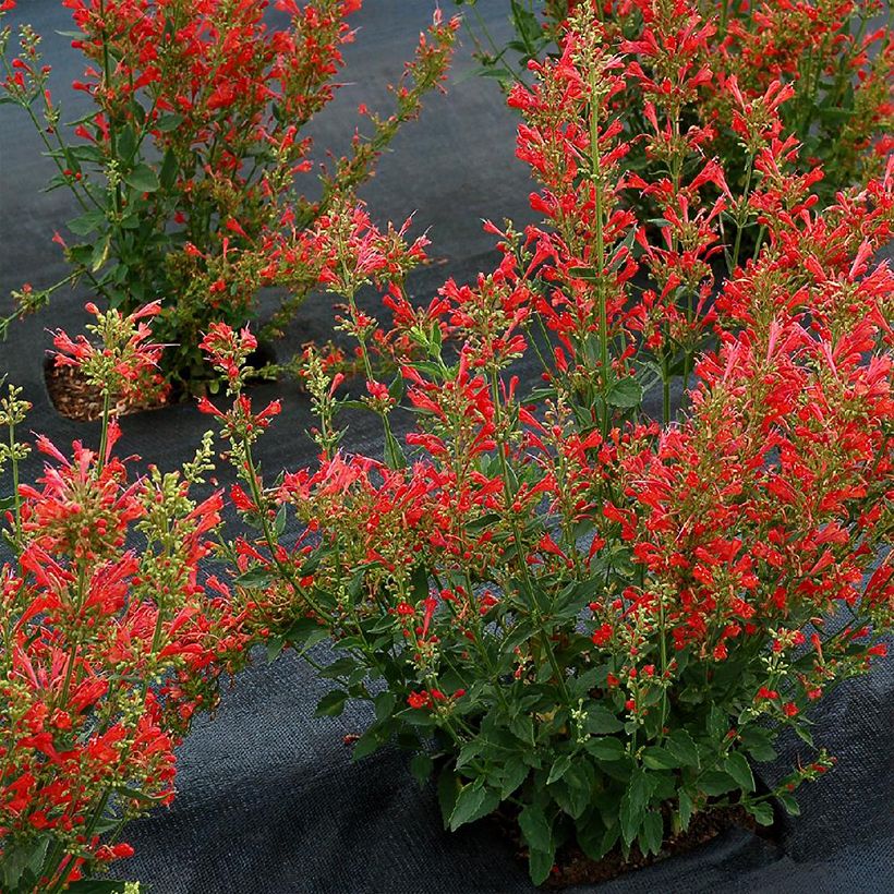 Agastache Kudos Red (Porto)