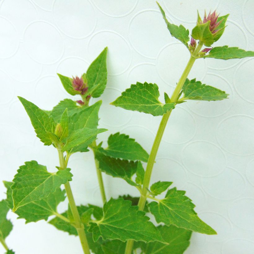 Agastache Kudos Silver Blue (Fogliame)