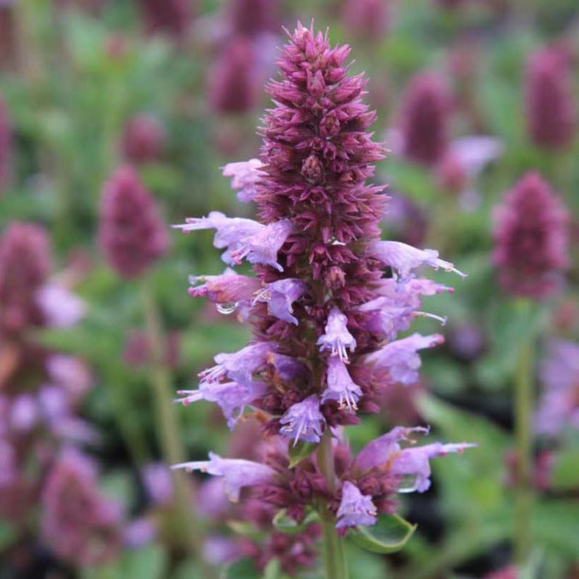 Agastache Kudos Silver Blue (Fioritura)