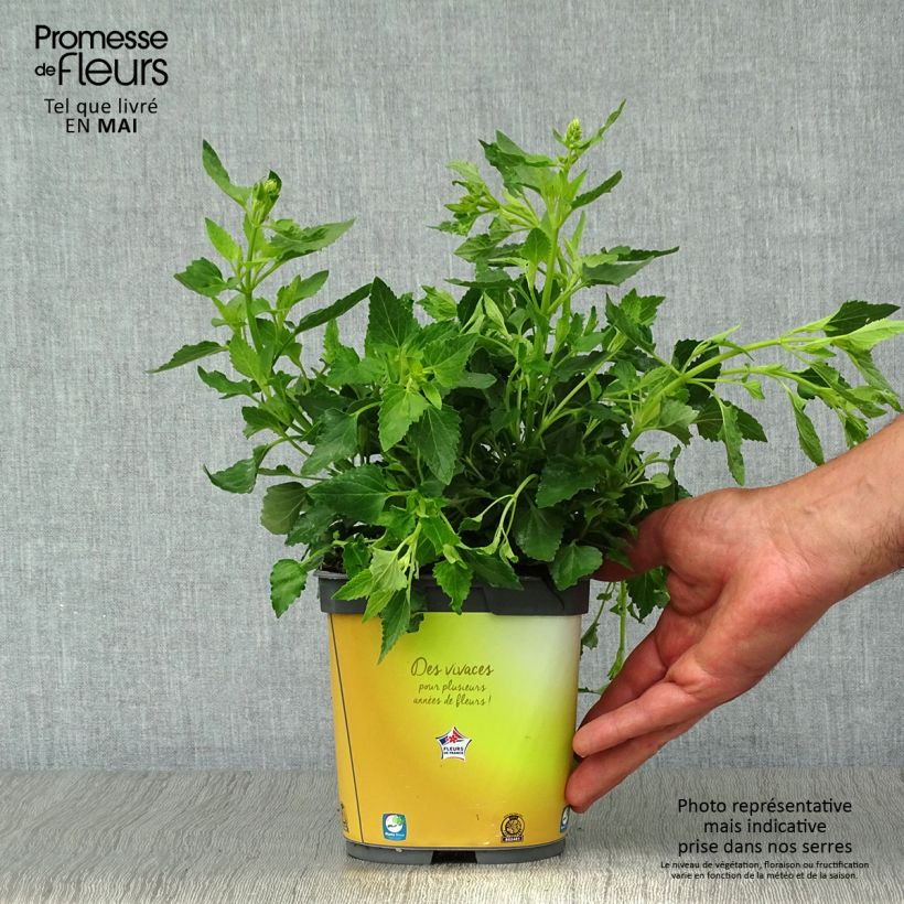 Agastache Poquito Butter Yellow Pot de 2L/3L esemplare consegnato in primavera