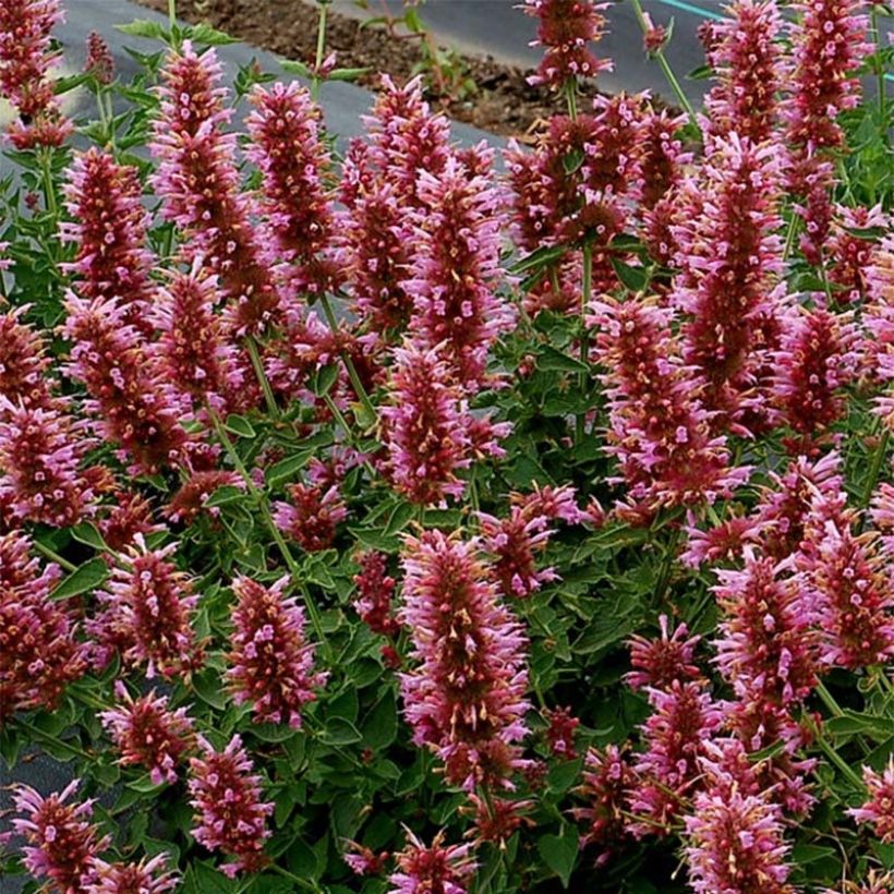 Agastache Poquito Lavender (Fioritura)