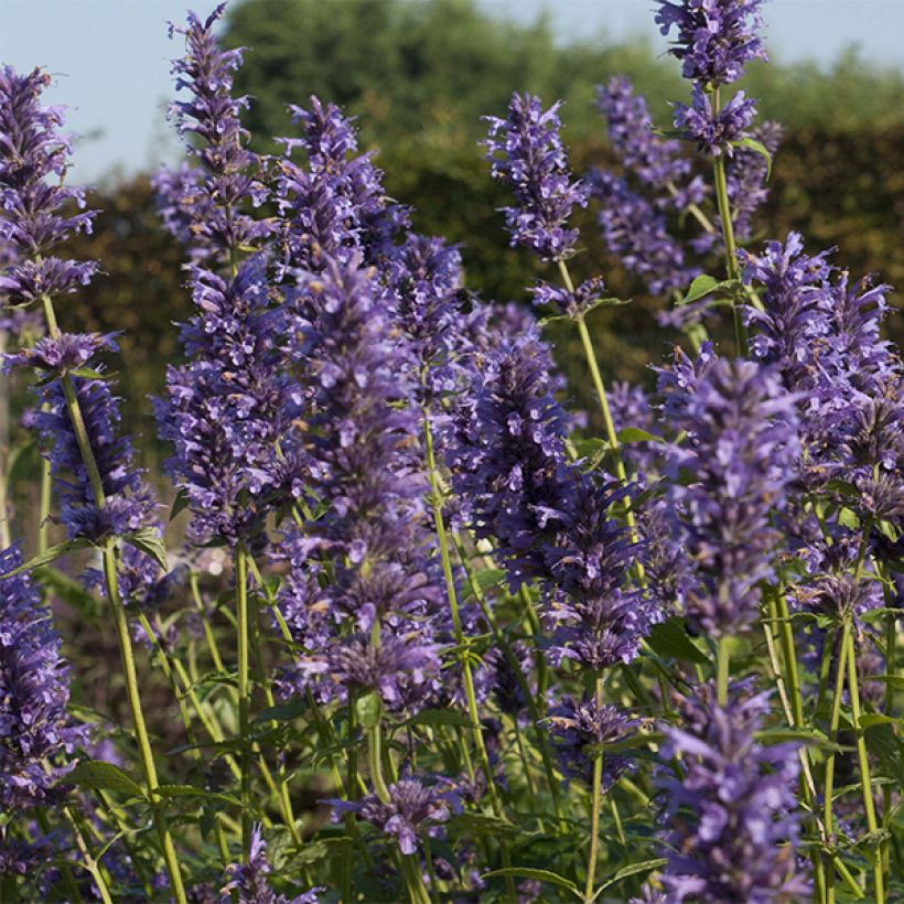 Agastache Serpentine (Fioritura)