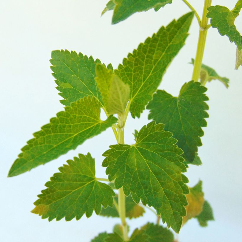 Agastache Serpentine (Fogliame)