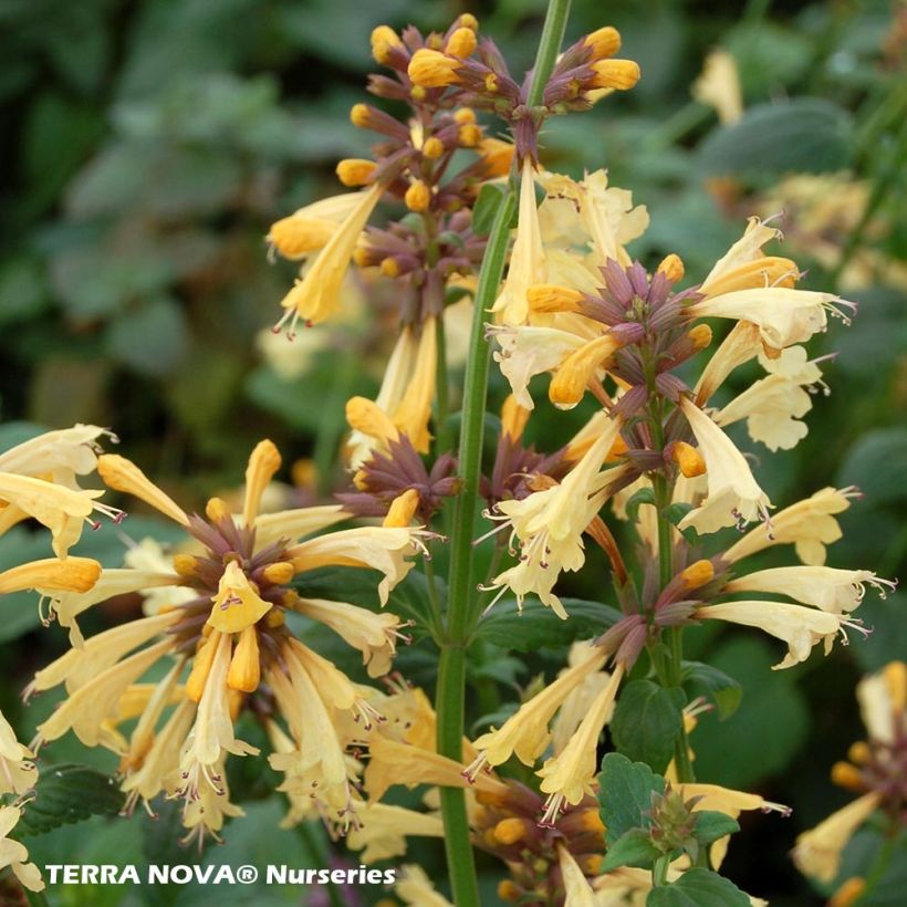 Agastache Summer Glow (Fioritura)