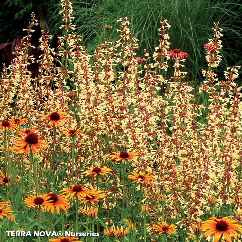 Agastache Summer Glow (Porto)