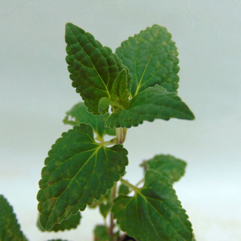 Agastache Summer Love (Fogliame)