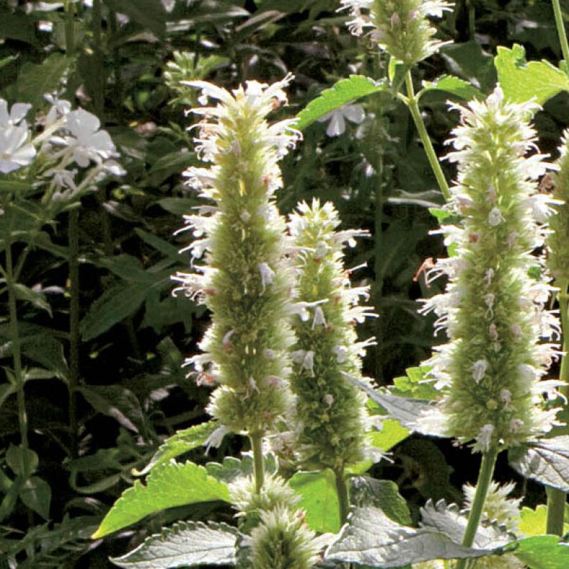 Agastache rugosa Alabaster - Menta coreana (Fioritura)