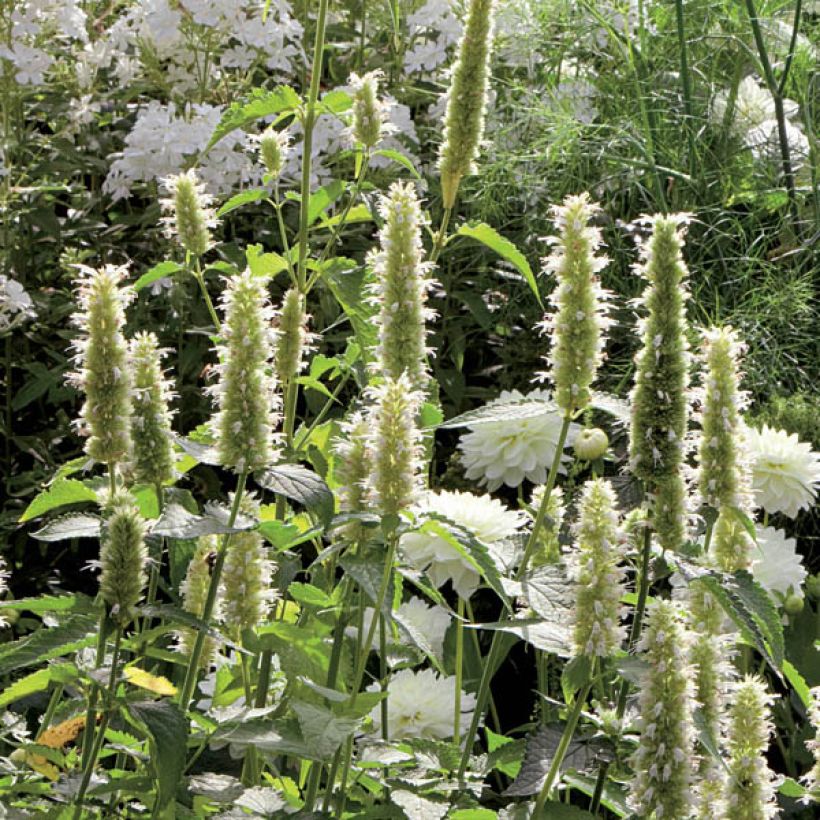 Agastache rugosa Alabaster - Menta coreana (Porto)