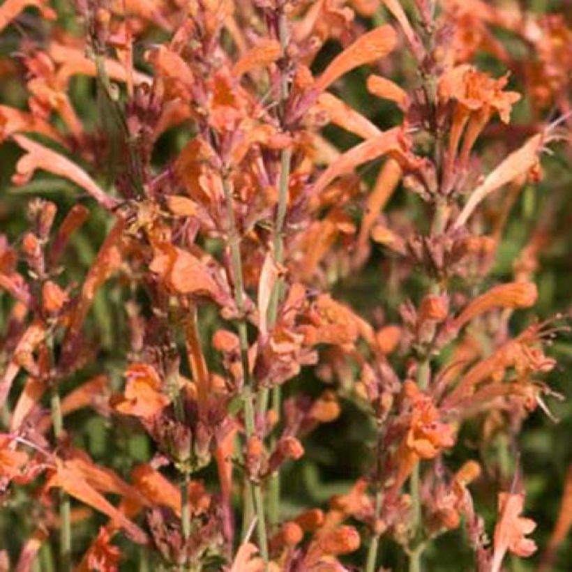 Agastache barberi Firebird (Fioritura)