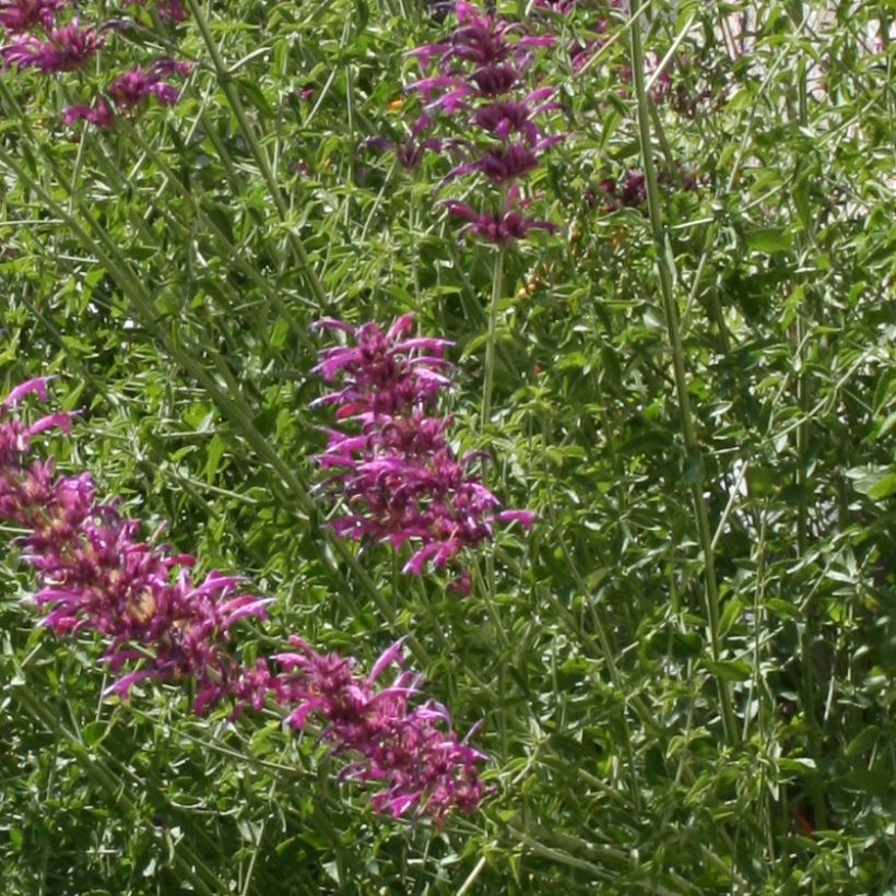 Agastache cana (Fogliame)