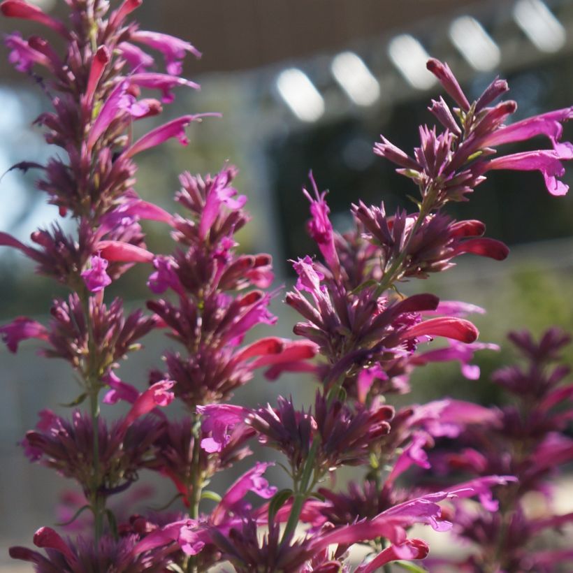 Agastache cana (Fioritura)