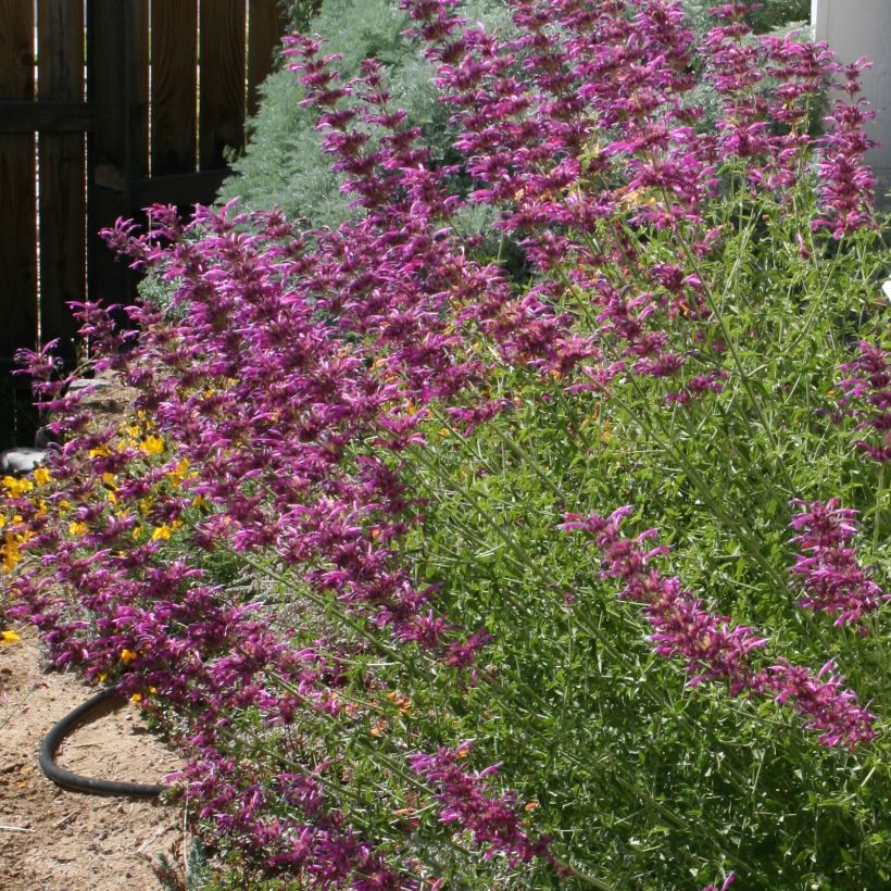 Agastache cana (Porto)