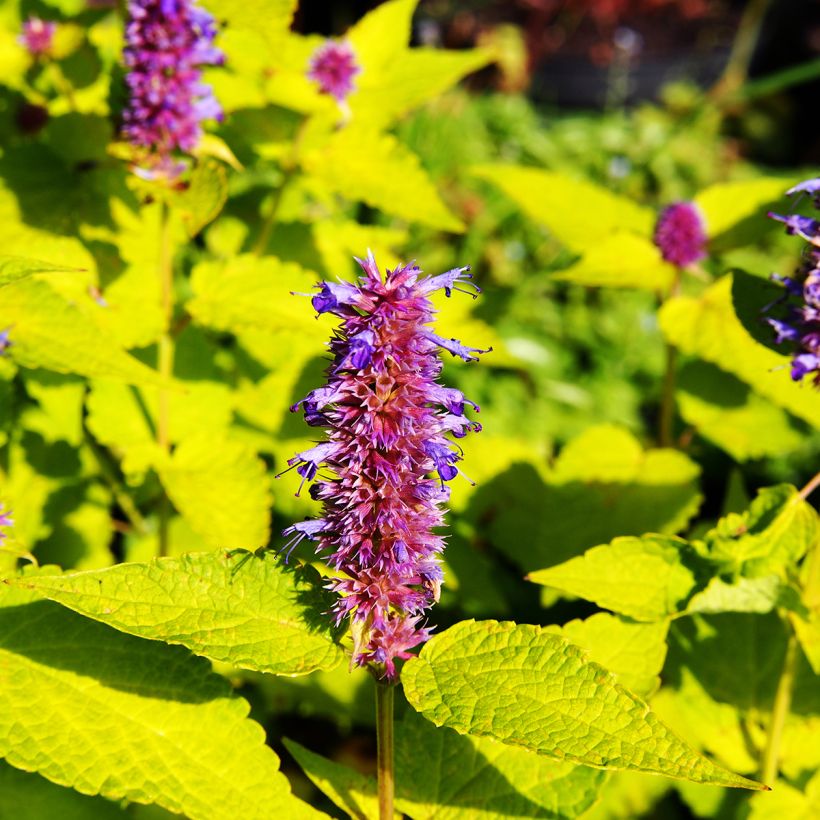 Agastache Golden Jubilee (Fioritura)