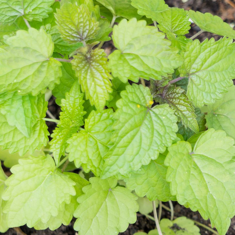 Agastache foeniculum - Anice menta (Fogliame)