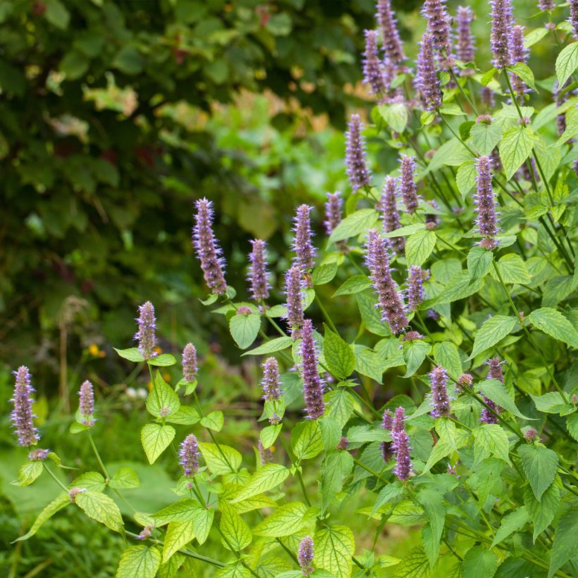 Agastache foeniculum - Anice menta (Porto)