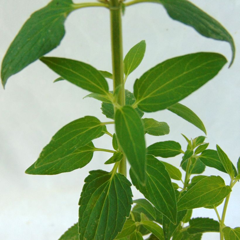 Agastache mexicana Red Fortune - Issopo gigante messicano (Fogliame)