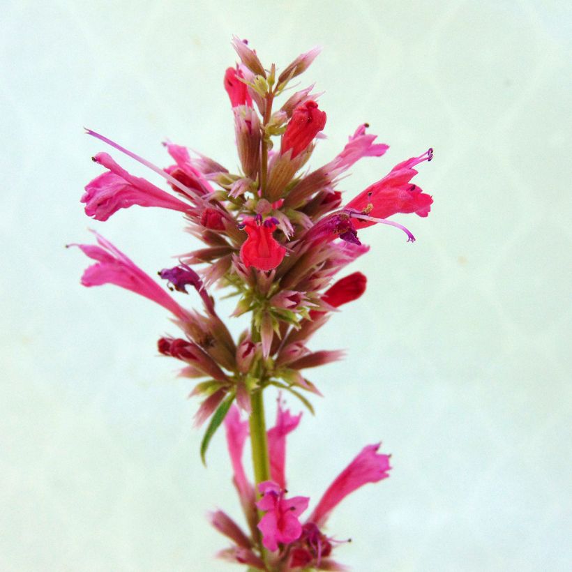 Agastache mexicana Red Fortune - Issopo gigante messicano (Fioritura)