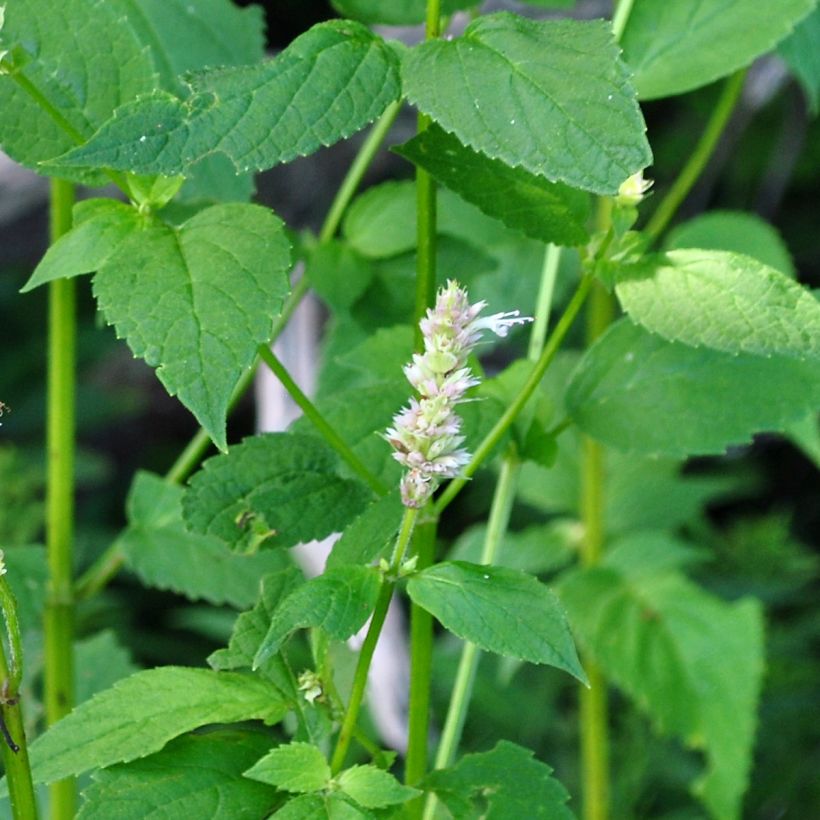 Agastache nepetoides Fuji no Yuki (Fogliame)