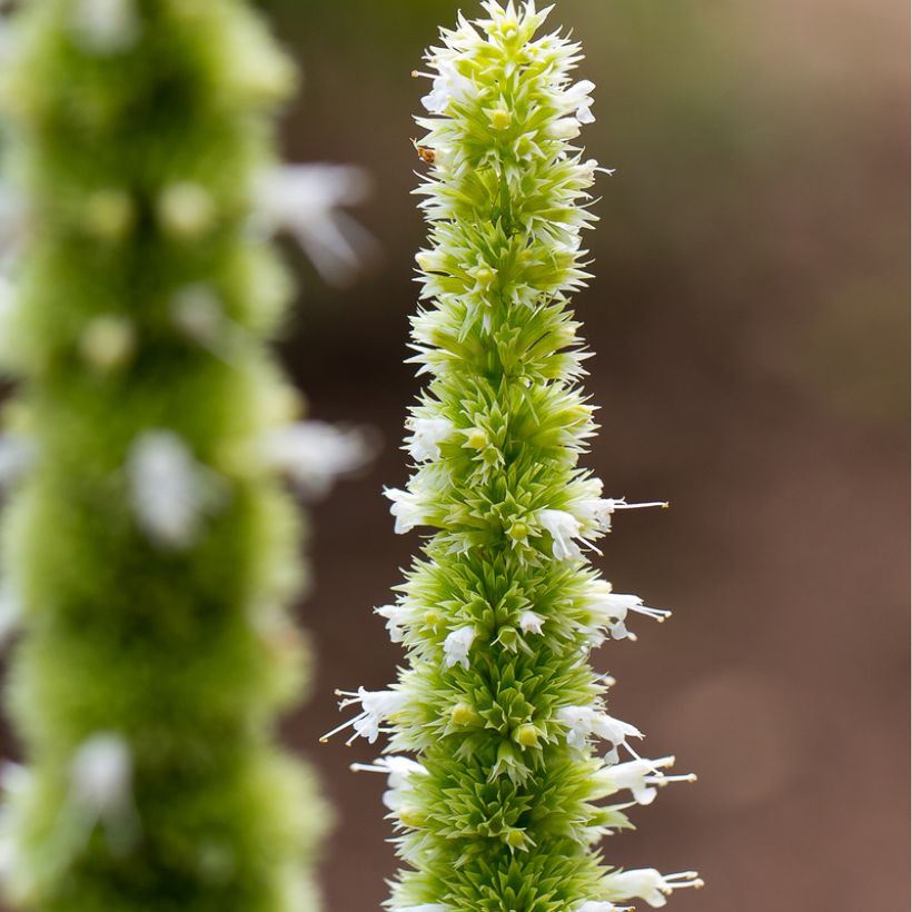 Agastache nepetoides Fuji no Yuki (Fioritura)