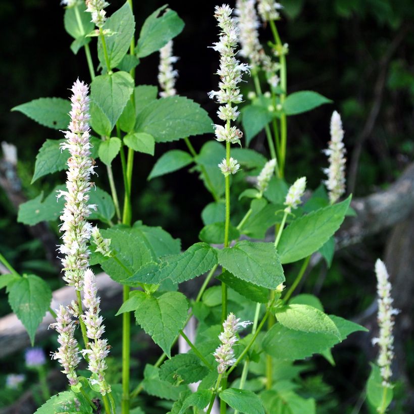 Agastache nepetoides Fuji no Yuki (Porto)