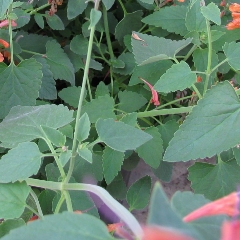 Agastache rupestris (Fogliame)