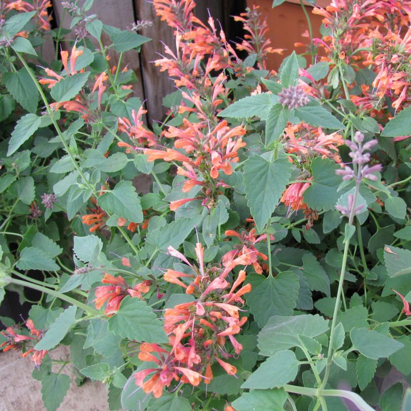 Agastache rupestris (Porto)