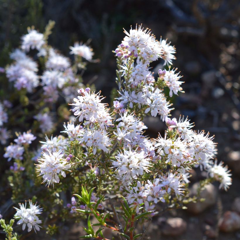 Agathosma capensis (Fioritura)