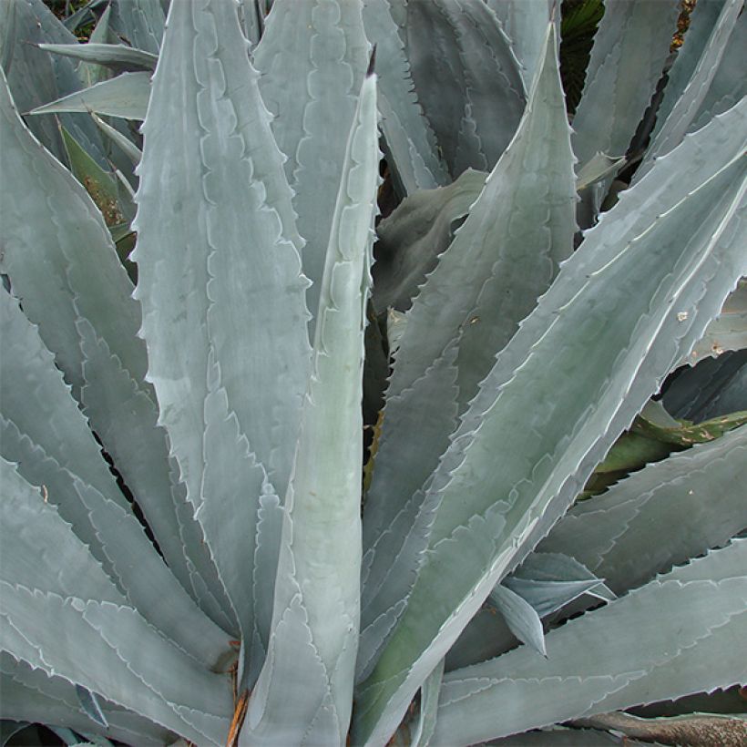 Agave americana (Fogliame)