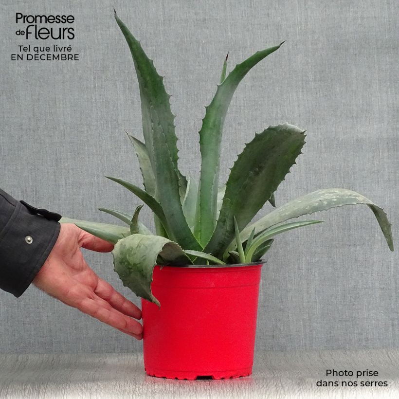 Agave americana - Agave d'Amérique Pot de 2L/3L esemplare consegnato in inverno