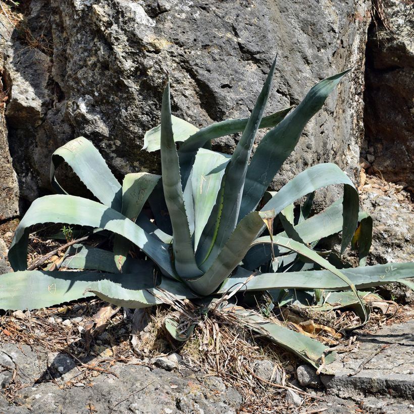 Agave americana (Porto)