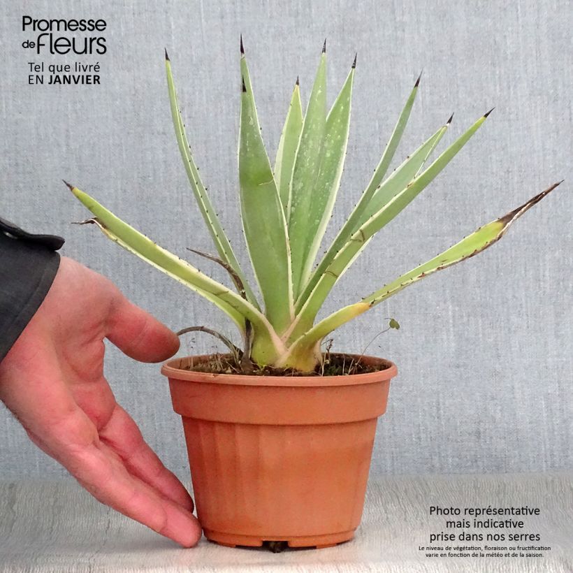 Agave angustifolia Marginata Pot de 13 cm esemplare consegnato in inverno