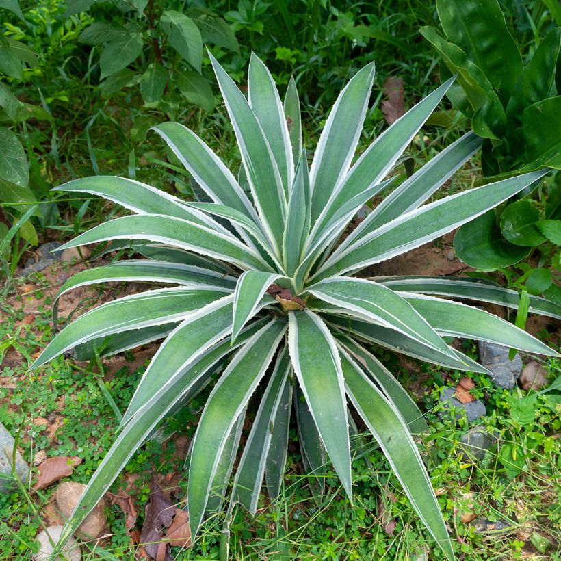 Agave angustifolia Marginata (Porto)