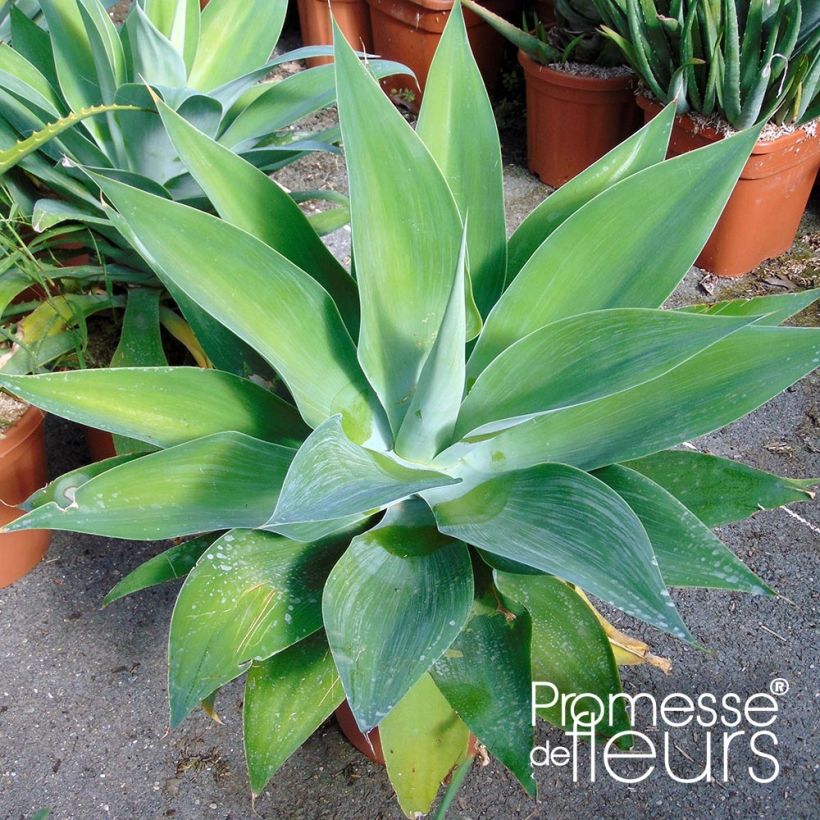 Agave attenuata (Fogliame)