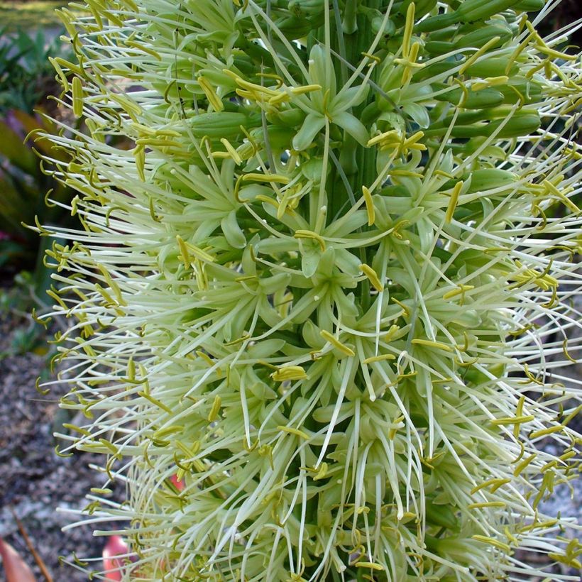 Agave attenuata (Fioritura)