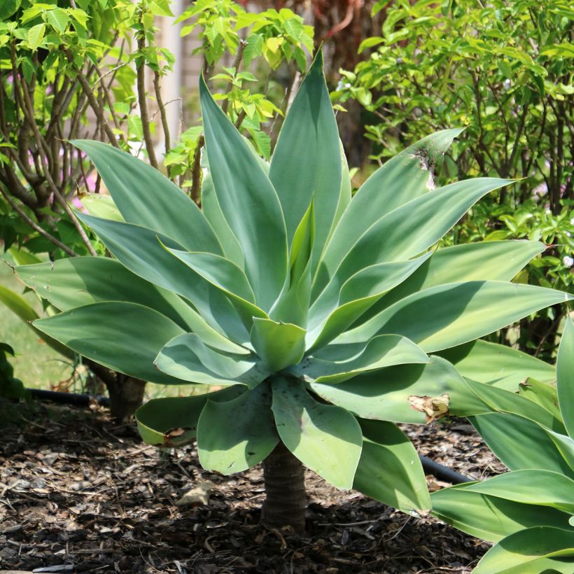 Agave attenuata (Porto)