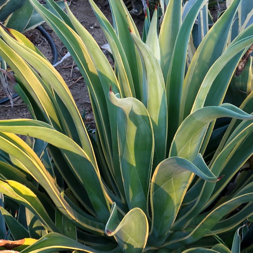 Agave desmetiana Variegata (Fogliame)