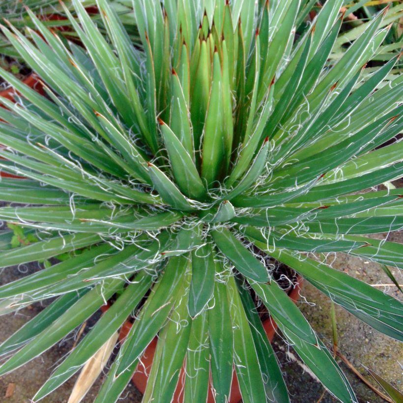 Agave filifera (Fogliame)