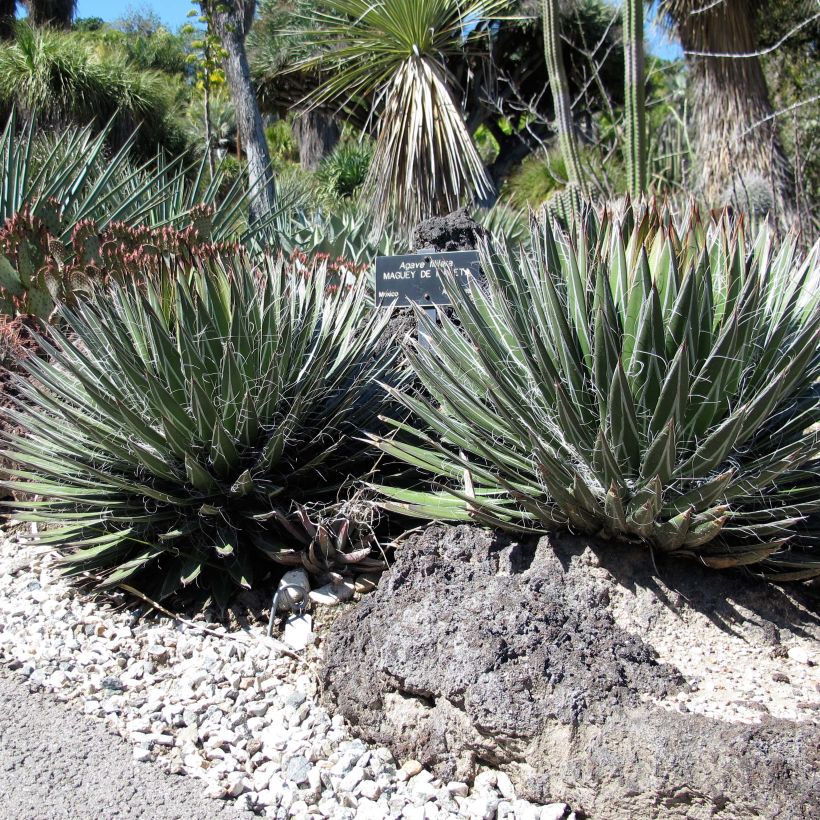 Agave filifera (Porto)