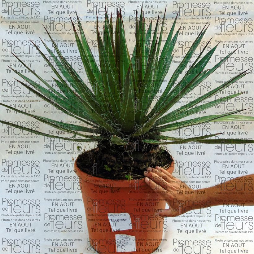 Esempio di esemplare Agave filifera en pot de 20L come consegnato