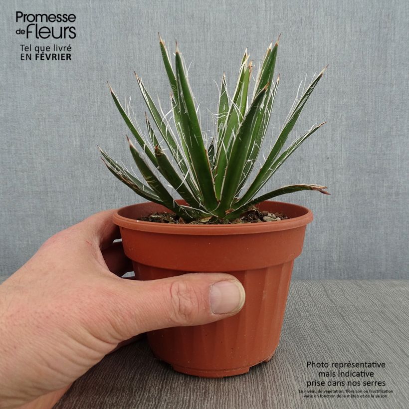 Agave filifera en pot de 13 cm esemplare consegnato in inverno