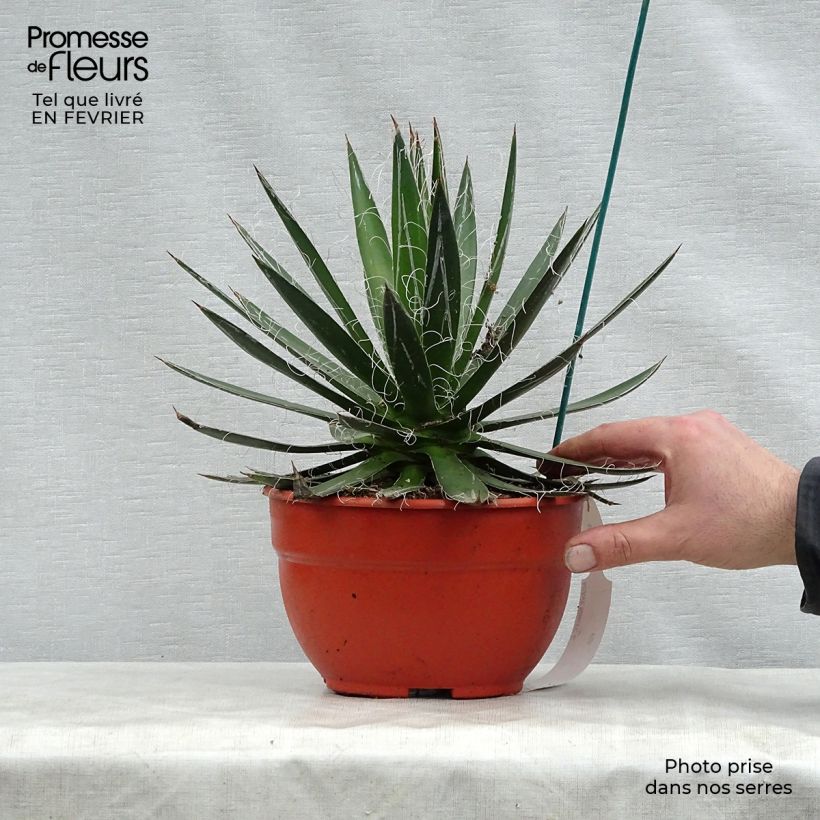 Agave filifera en pot de 1.5L/2L esemplare consegnato in inverno