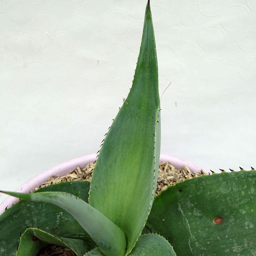 Agave guiengola (Fogliame)