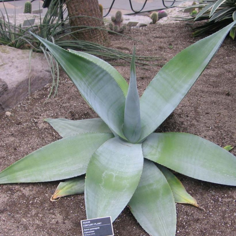 Agave guiengola (Porto)