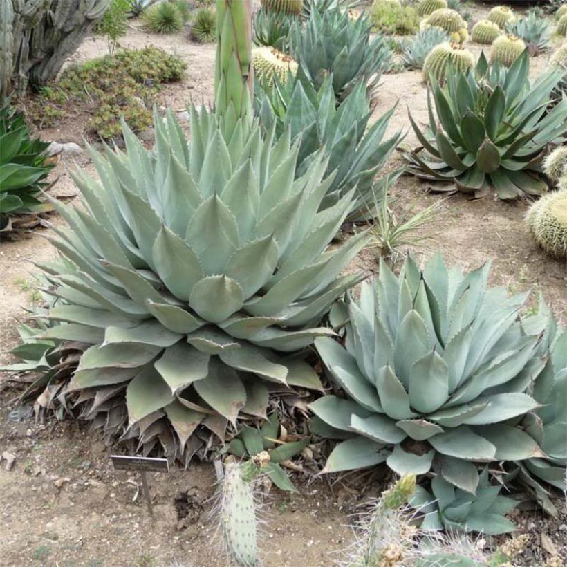 Agave havardiana (Porto)