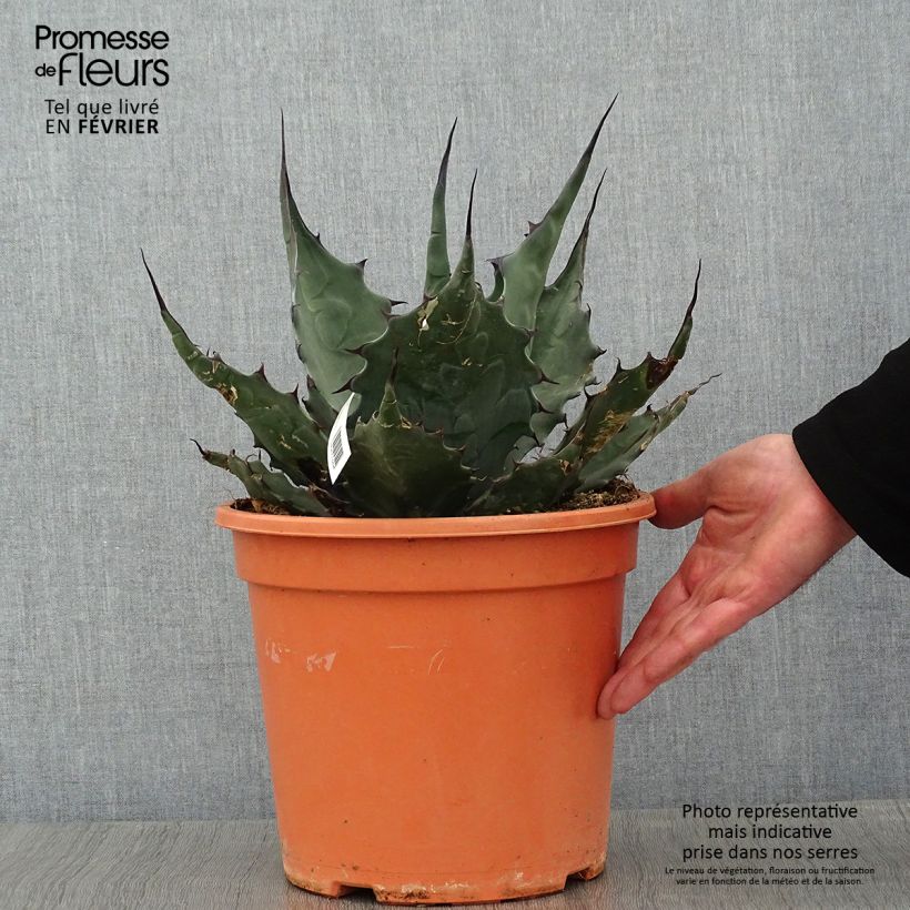 Agave havardiana Pot de 7,5L/10L esemplare consegnato in inverno