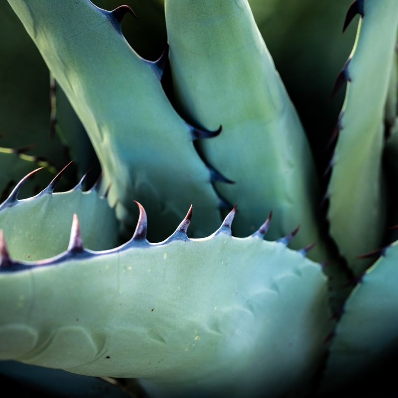 Agave havardiana (Fogliame)